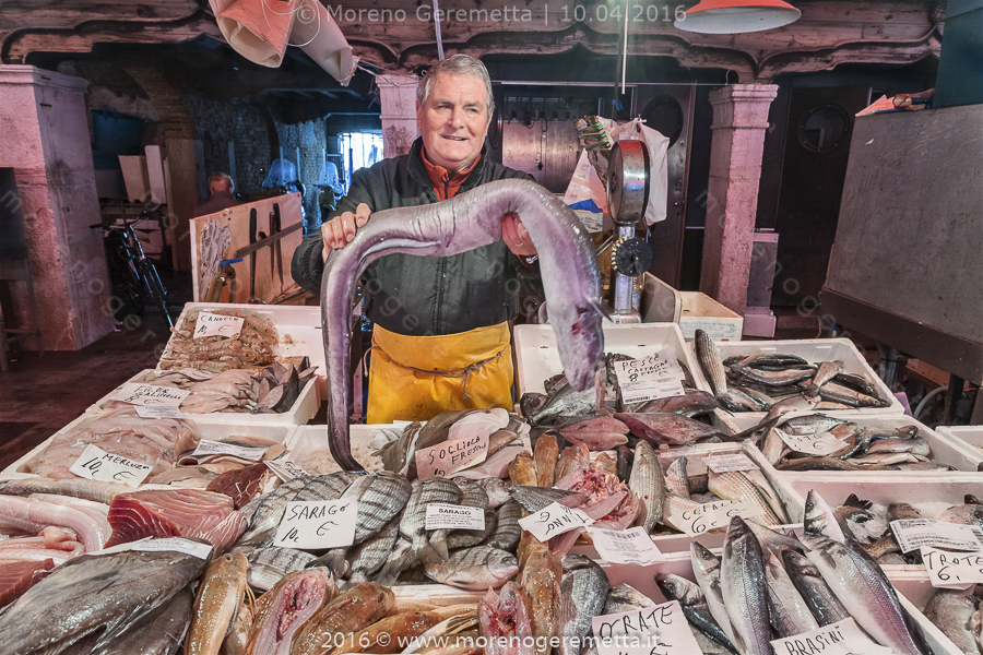 Chioggia - Mercato del pesce, il pezzo forte del giorno