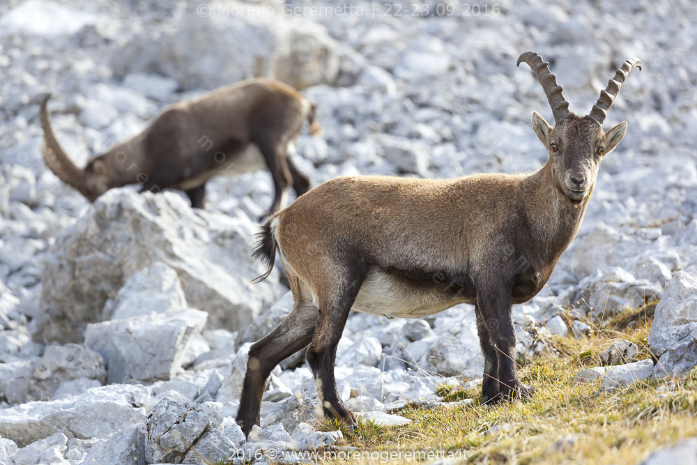 Stambecco (Alpine ibex) sulle Marmarole | Dolomiti