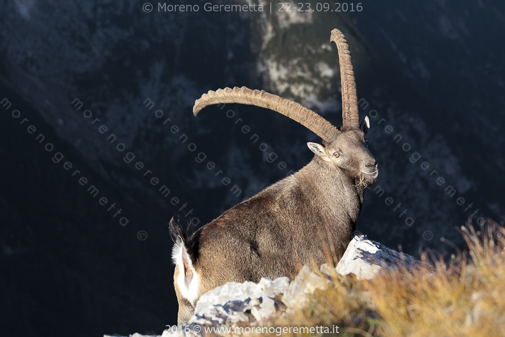 Stambecco ( Alpine ibex), il re delle Marmarole