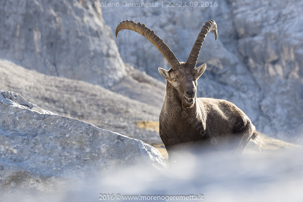 Stambecco (Alpine ibex) sulle Marmarole | Dolomiti